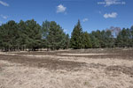 Heide Landschaft