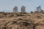 Heide Landschaft