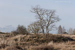 Heide Landschaft