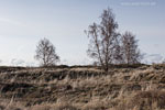 Heide Landschaft