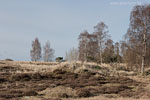 Heide Landschaft