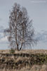 Heide Landschaft