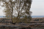 Heide Landschaft