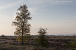 Heide Landschaft