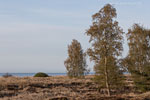 Heide Landschaft