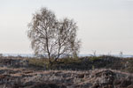 Heide Landschaft