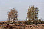 Heide Landschaft