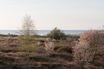 Heide Landschaft