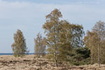 Heide Landschaft