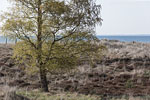 Heide Landschaft