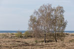 Heide Landschaft
