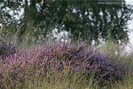 Heide Landschaft
