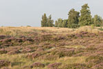 Heide Landschaft