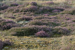 Heide Landschaft