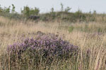 Heide Landschaft