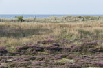 Heide Landschaft