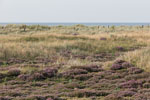 Heide Landschaft