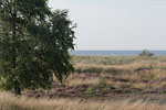 Heide Landschaft