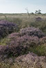 Heide Landschaft