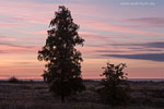Heide Landschaft