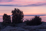 Heide Landschaft