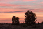 Heide Landschaft