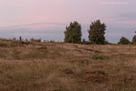 Heide Landschaft