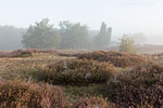Heide Landschaft