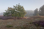 Heide Landschaft