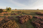 Heide Landschaft