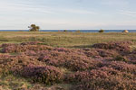 Heide Landschaft