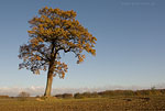 Herbst