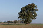 Herbst