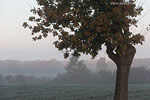 Herbst