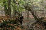 Herbst