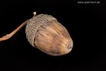 Herbstdetails