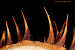 Herbstdetails