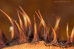 Herbstdetails
