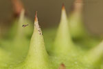Herbstdetails