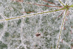 Herbst - Laubdetails