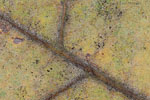 Herbst - Laubdetails