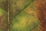 Herbst - Laubdetails