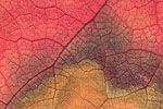 Herbst - Laubdetails