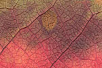 Herbst - Laubdetails