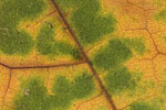 Herbst - Laubdetails