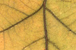 Herbst - Laubdetails