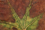 Herbst - Laubdetails