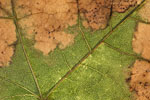 Herbst - Laubdetails