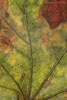 Herbst - Laubdetails