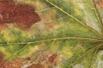 Herbst - Laubdetails